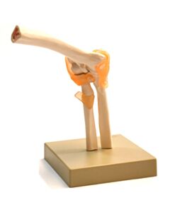 Eisco Labs Human Elbow Joint Anatomical Model, Life Size, Approx. 9x7"X4"