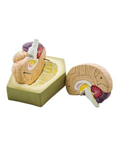 Eisco Labs Life- Size Human Brain Model, 2 Parts