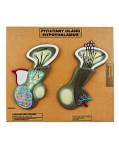 Eisco Labs Model Of Pituitary Gland And Hypothalamus; Greatly Enlarged:
