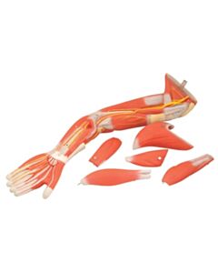 Eisco Labs Human Muscular Arm Model Numbered With Stand