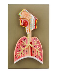 Eisco Labs Human Respiratory System Model, Half Live Size, Longitudinal Section Of Head, Throat