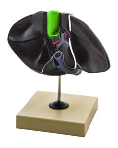 Eisco Labs Human Liver Model, Half Life Size, With Gall Bladder, 3 Dimensional, 7 X 5 Inches