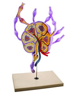 Eisco Labs Model Lymph Nodes - 24" Tall, Biology Study Model Ml