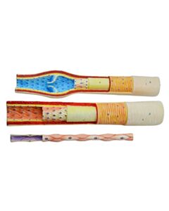 Eisco Labs 3 Piece Artery, Vein And Capillary Model Set, 13 Inch - Enlarged - Numbered - Cross