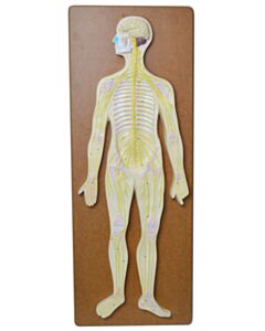 Eisco Labs Nervous System Model, 32 Inch - Mounted - Includes Keycard - Great For Studying