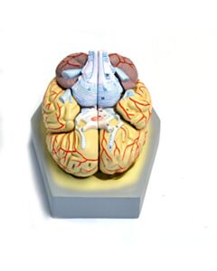 Eisco Labs Model, Human Brain, With Arteries, 9 Parts