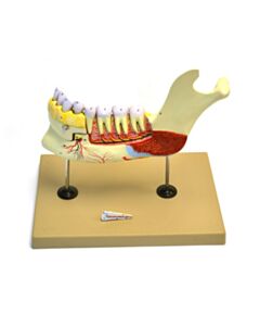 Eisco Labs Lower Human Jaw Model - 5 Times Life Size