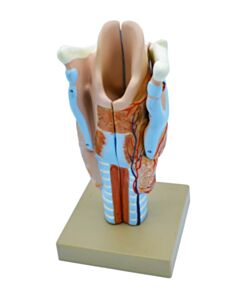 Eisco Labs Model, Human, Larynx, Multiple Parts