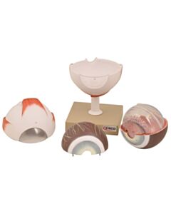 Eisco Labs Human Eye Model - Enlarged 5x Life Size - 6 Parts - Hand Painted - Designed By
