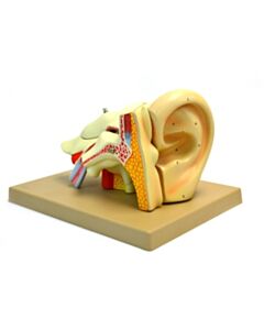 Eisco Labs Model, Human Ear, 5 Parts, 4x Life Size