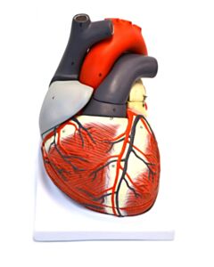 Eisco Labs Giant Human Heart Model