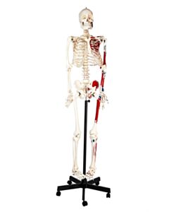 Eisco Labs Full-Size Human Skeleton With Painted Muscles Model, Rod Mount