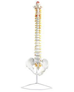 Eisco Labs Bones, Human, Spine, Life Size Model