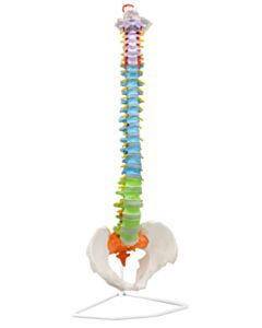 Eisco Labs Bones, Human, Spine, Life Size, Color Coded, Model