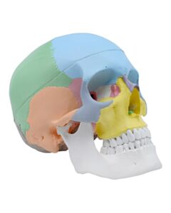 Eisco Labs Didactic Human Adult Skull Anatomical Model, 3 Part - Color Coded