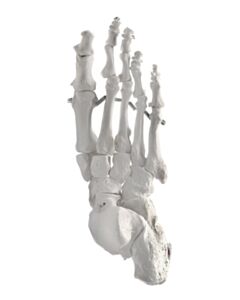 Eisco Labs Foot Bone Model, Articulated - Right