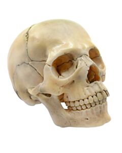 Eisco Labs Didactic Mini Skull, Natural Color - 15 Pieces, Magnetic Mounting
