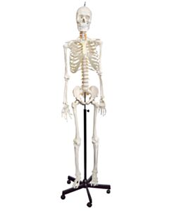 Eisco Labs Skeleton Model, Life Size - Flexible Joints & Spine, Rod Mounted