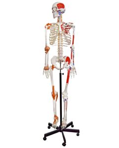 Eisco Labs Muscular Skeleton - Flexible, Muscle Origin & Insertions, Ligaments -Eisco Labs