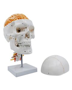 Eisco Labs Numbered Skull Model, 3d Brain, Cervical Vertebrae - Natural Size