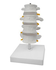 Eisco Labs 4 Lumbar Vertebrae With Nerve Branches Model, 7.25" Tall On Base