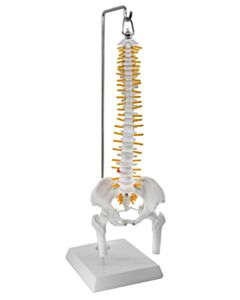Eisco Labs Mini Spinal Columns, 45cm, Hanging Type