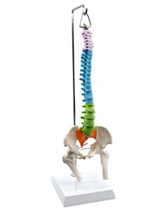 Eisco Labs Mini Spinal Columns, 45cm, Hanging Type, Didactic Painted