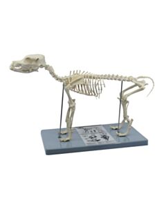 Eisco Labs Adult Dog Skeletal System, Anatomical Model, 12" Tall