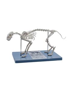 Eisco Labs Adult Cat Skeletal System, Anatomical Model, 8.25" Tall