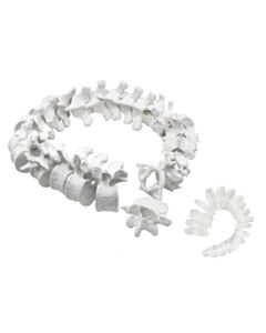 Eisco Labs Disarticulated Human Spine Model, 47 Parts - Vertebrae, Intervertebral Discs
