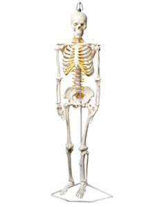 Eisco Labs Human Skeleton Model, Half Size - With Nerve Endings - Hanging Mount - Incredible