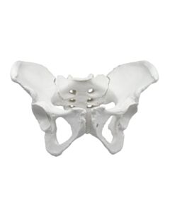 Eisco Labs Female Pelvis Model, Human - Life Size, 3d Rendering