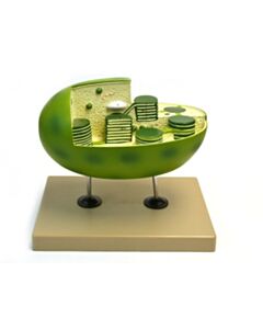 Eisco Labs Chloroplast Model With Cut Away Section To Reveal Internal Structures; Chloroplast