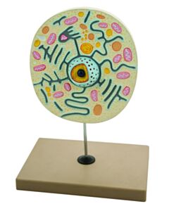 Eisco Labs Animal Cell Model On Stand; Greatly Magnified; Cell 9" X 8" X 3"