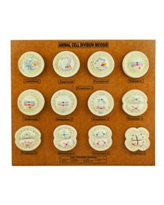 Eisco Labs Animal Cell Meiosis Model