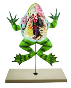 Eisco Labs Frog Dissection Model ( Bull Frog ) On Stand