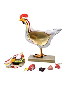Eisco Labs Chicken Anatomy Model, 6 Parts - Life Size