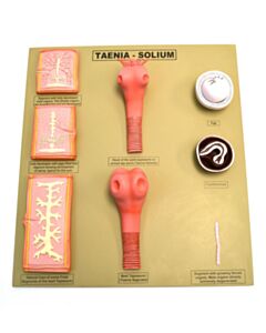 Eisco Labs Tapeworm / Taenia - Solium Model