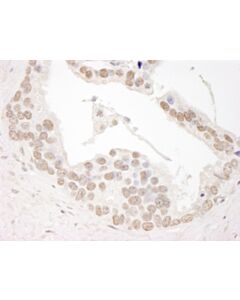 Bethyl Laboratories Rabbit Anti-Cyclin L1 Antibody, Affinity Purified, Host: Rabbit, Conjugate Type: Unconjugated, 10 µl (1000 µg/mL)