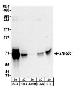 Bethyl Laboratories Rabbit Anti-Znf503 Antibody, Affinity Purified, Host: Rabbit, Conjugate Type: Unconjugated, 10 µl (1000 µg/mL)