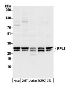 Bethyl Laboratories Rabbit Anti-Rpl8/Ribosomal Protein L8 Antibody, Affinity Purified, Host: Rabbit, 10 µl (1000 µg/mL)