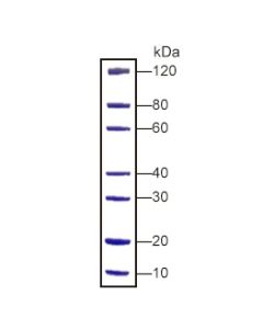 GenScript Page-Master Protein Standard (For Sds-Page); 500ul