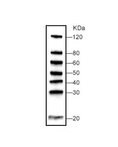 GenScript Wb-Master Protein Standard; 250ul