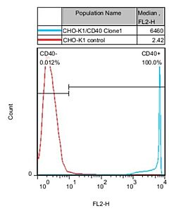 GenScript Cho-K1/Cd40 Stable Cell Line