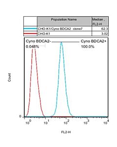 GenScript Cho-K1/Cyno Bdca2 Stable Cell Line; 2vials