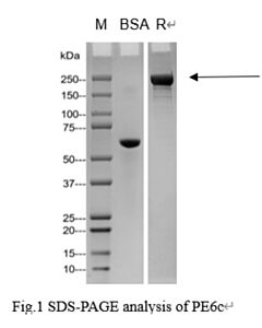 GenScript PE6C Protein