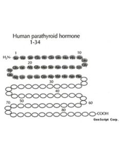 GenScript Parathyroid Hormone (Pth) (1-34), Human; 0.5mg
