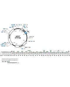 GenScript Puc57 Plasmid Dna; 50ug/vial