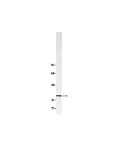 Millipore Anti-Blys/Tall-1/Baff/Thank Antibody