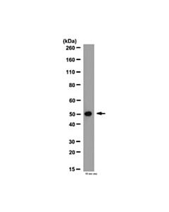 Millipore Anti-Mmp-1 Antibody, Hinge Region